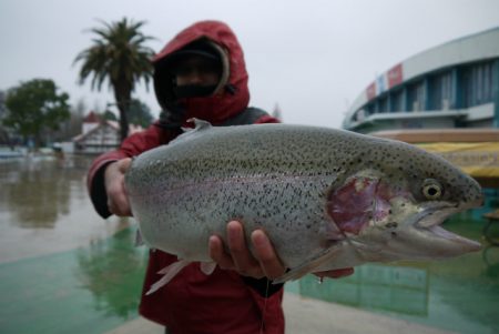 としまえんフィッシングエリア 釣果