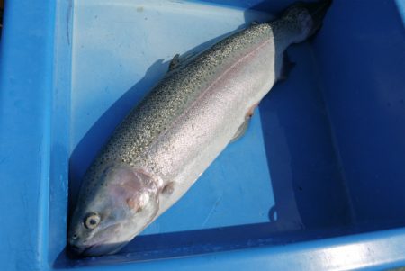 としまえんフィッシングエリア 釣果