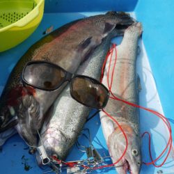 としまえんフィッシングエリア 釣果