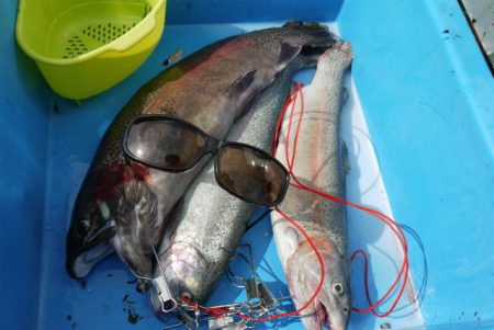 としまえんフィッシングエリア 釣果