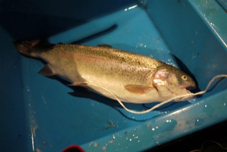 としまえんフィッシングエリア 釣果