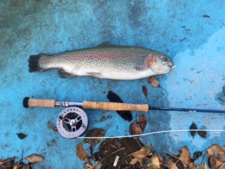 としまえんフィッシングエリア 釣果