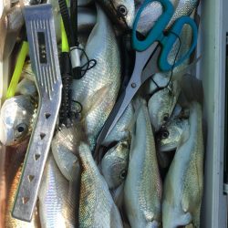 金沢八景鴨下丸 釣果