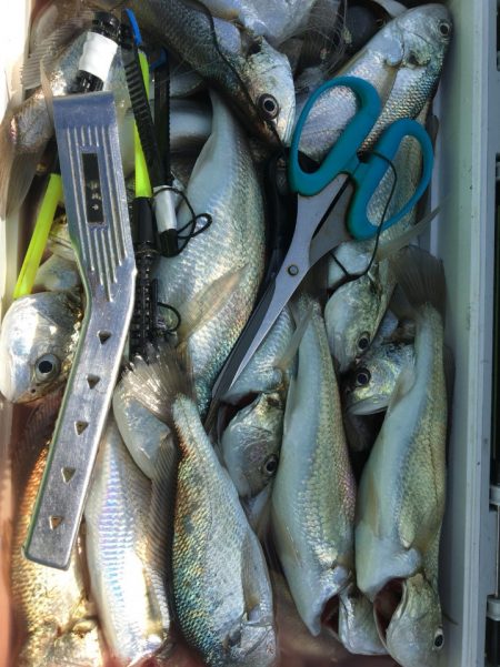 金沢八景鴨下丸 釣果