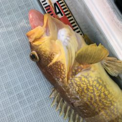 アマテラス 釣果