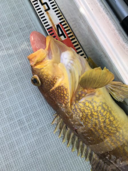 アマテラス 釣果