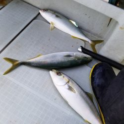 アマテラス 釣果