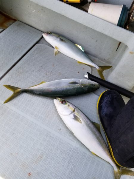 アマテラス 釣果