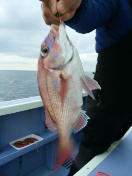 新幸丸 釣果