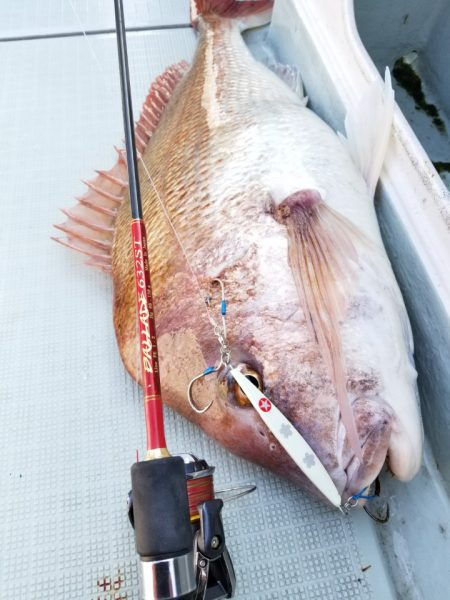 アマテラス 釣果