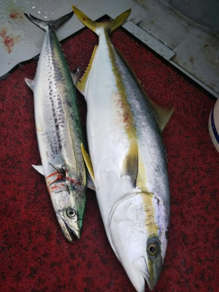 光生丸 釣果