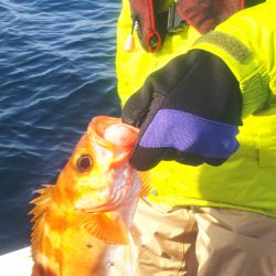 ブルドック 釣果