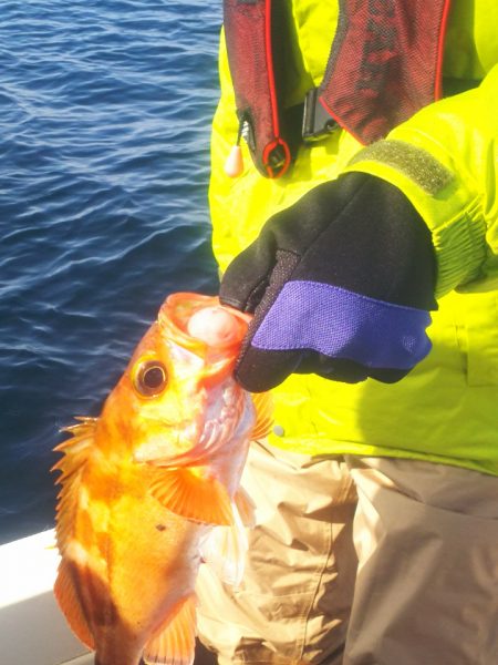 ブルドック 釣果