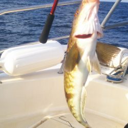 ブルドック 釣果