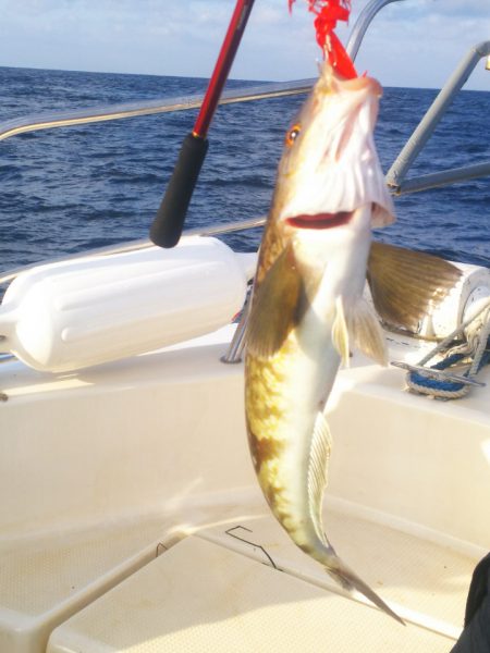 ブルドック 釣果