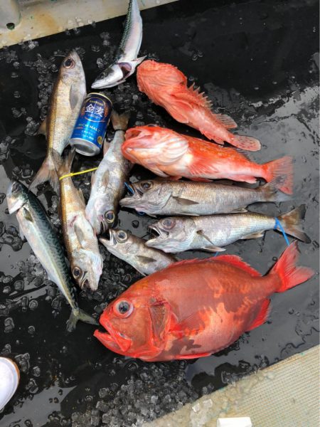 ＴＡＲＯＭＡＲＵ 釣果