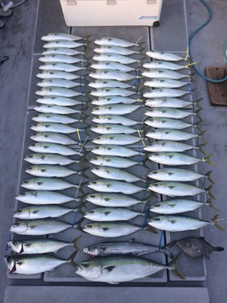 SeaRide(シーライド) 釣果