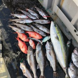 ＴＡＲＯＭＡＲＵ 釣果