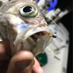 Monster Rush! 釣果