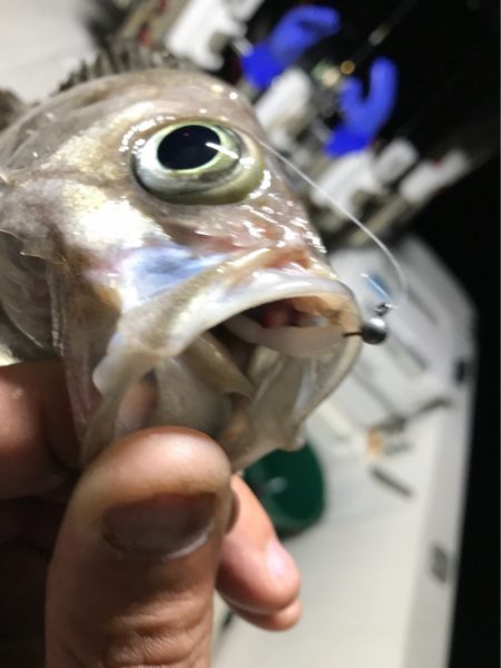 Monster Rush! 釣果