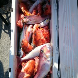 エンペラー 釣果