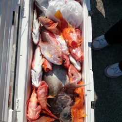 エンペラー 釣果