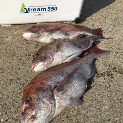 第二八坂丸 釣果