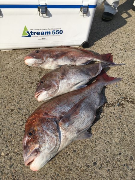 第二八坂丸 釣果