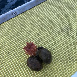 シーランチ 釣果