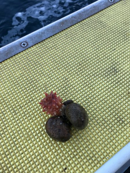 シーランチ 釣果