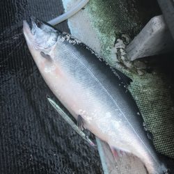 シーランチ 釣果