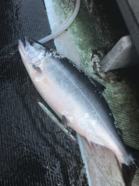 シーランチ 釣果