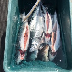 シーランチ 釣果