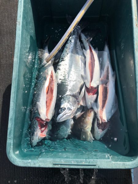 シーランチ 釣果