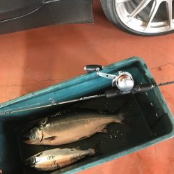 シーランチ 釣果