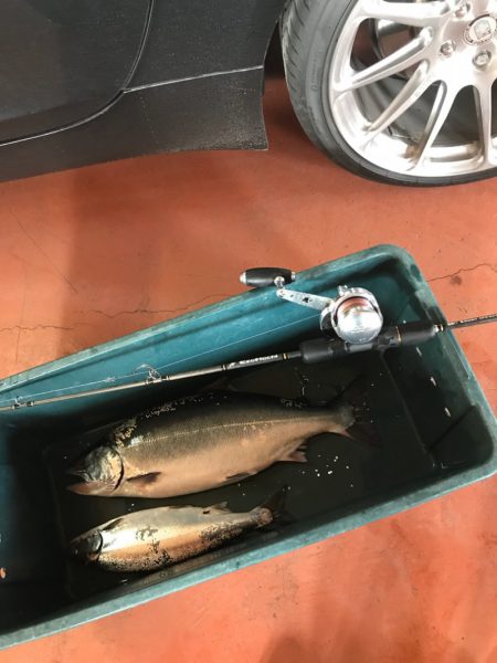 シーランチ 釣果