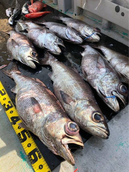 ＴＡＲＯＭＡＲＵ 釣果