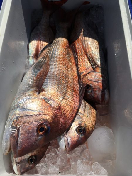 第二八坂丸 釣果