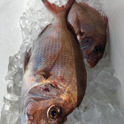 第二八坂丸 釣果