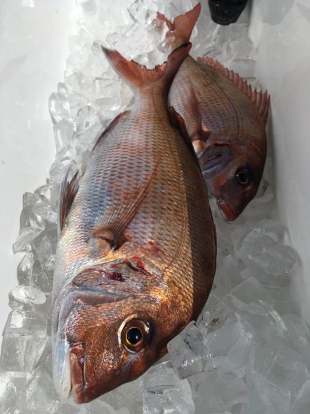 第二八坂丸 釣果