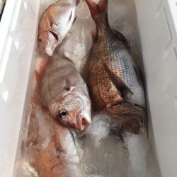 第二八坂丸 釣果