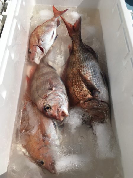 第二八坂丸 釣果