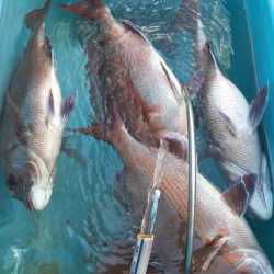 第二八坂丸 釣果