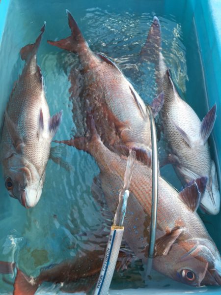 第二八坂丸 釣果