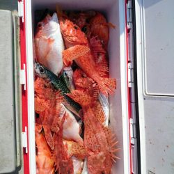 エンペラー 釣果