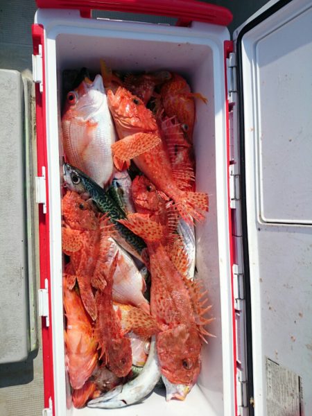 エンペラー 釣果