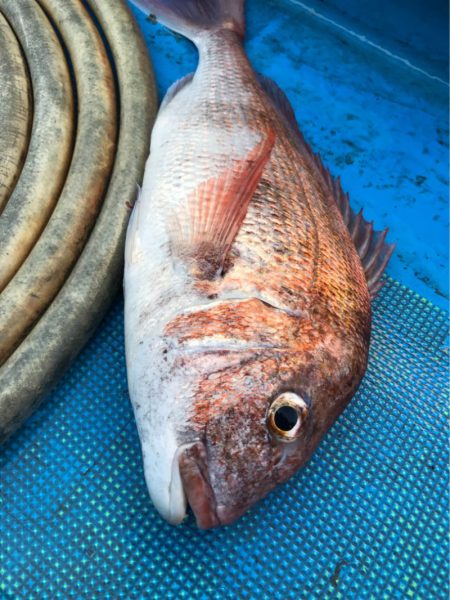 太平丸 釣果
