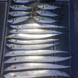 SeaRide(シーライド) 釣果