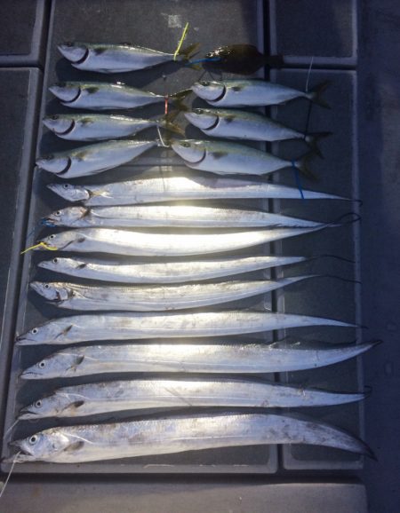 SeaRide(シーライド) 釣果