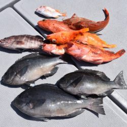 渡船屋たにぐち 釣果